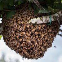 BEEHIVE BEEHIVE